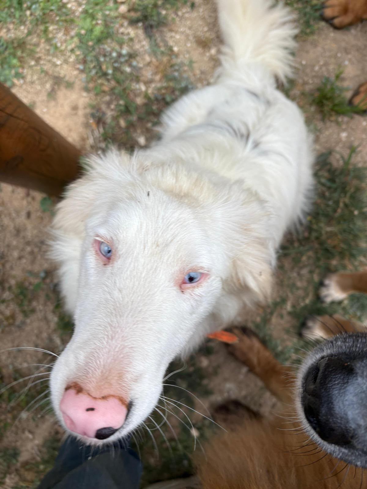 Perro