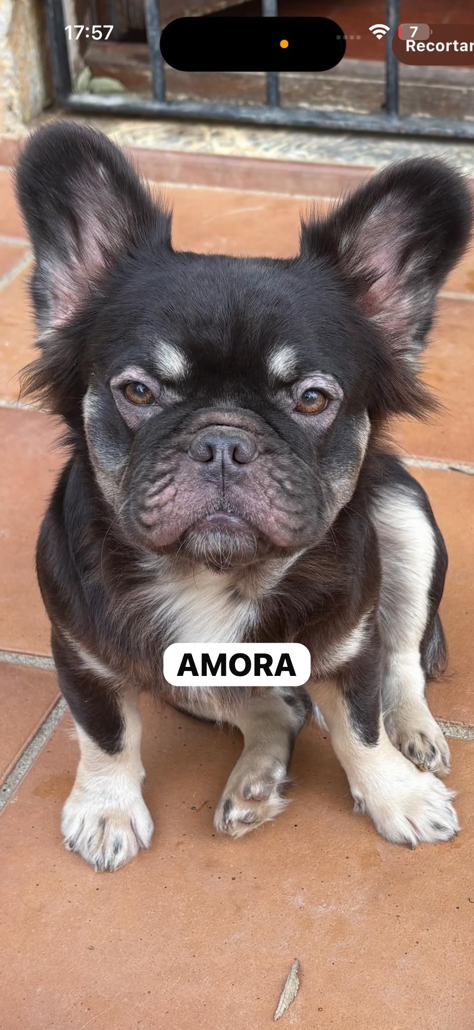 Amora